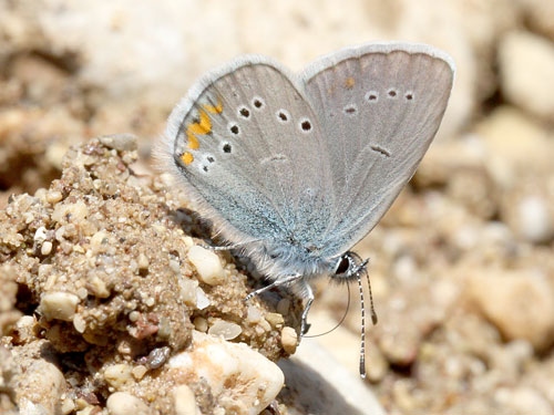 Photo: semiargus helena