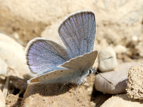 Photo: semiargus helena