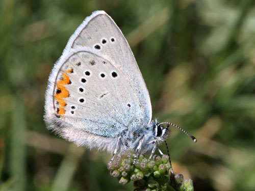 Photo: semiargus helena