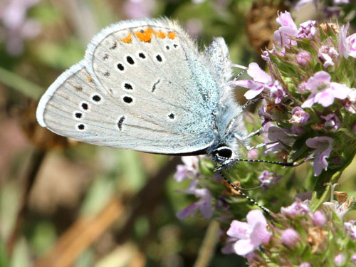 Photo: semiargus helena