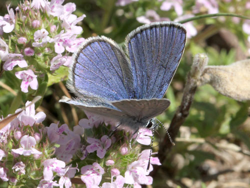 Photo: semiargus helena