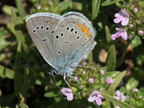 Photo: semiargus helena