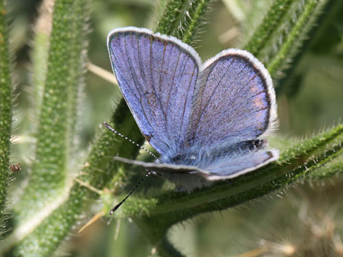 Photo: semiargus helena