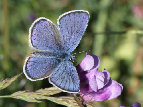 Photo: semiargus helena