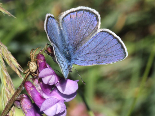 Photo: semiargus helena