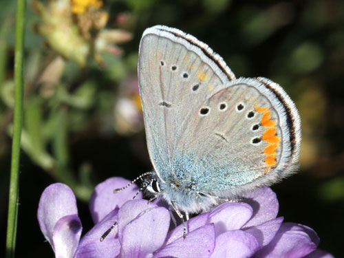 Photo: semiargus helena