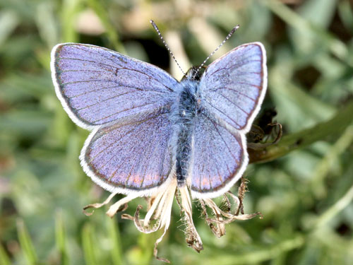 Photo: semiargus helena