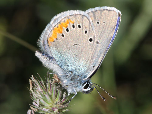 Photo: semiargus helena