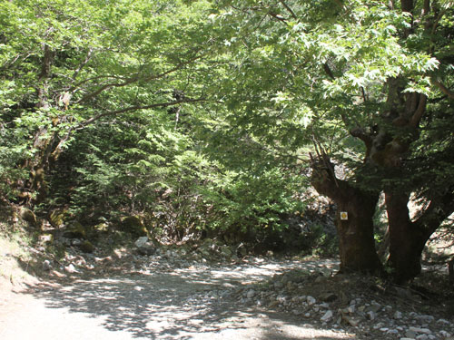 Photo: senthes