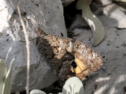 Photo: senthes