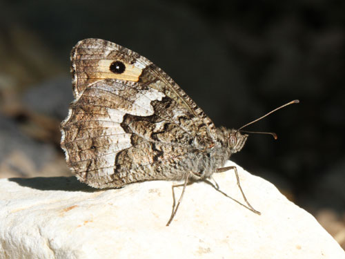 Photo: senthes