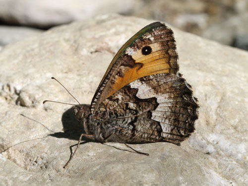 Photo: senthes