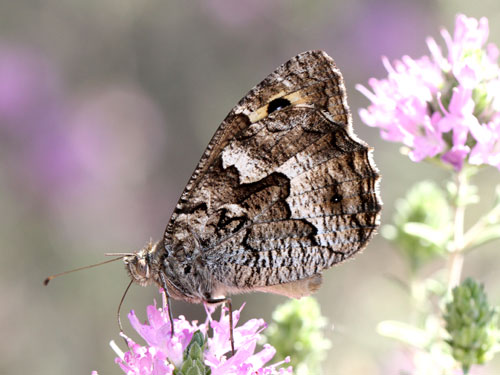 Photo: senthes