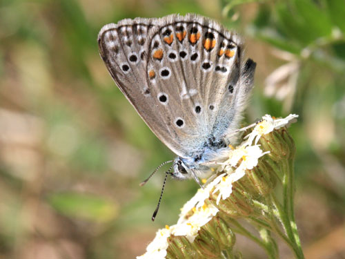 Photo: pylaon sephirus