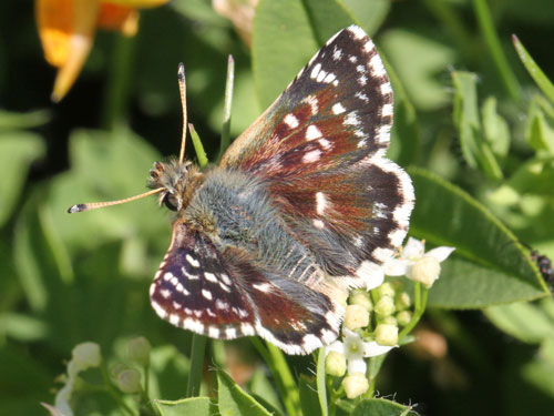 Photo: sertorius