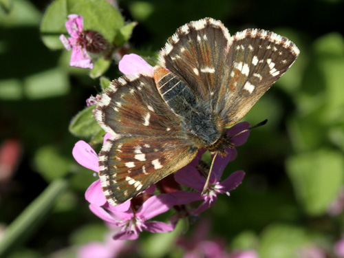 Photo: sertorius