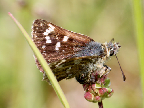 Photo: sertorius