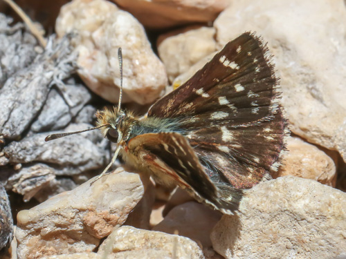 Photo: sertorius
