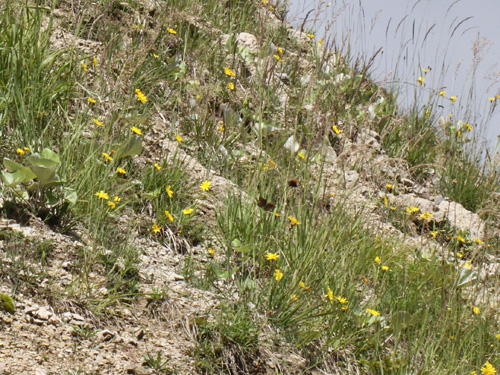 Photo: stirius16.jpg