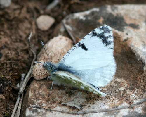 Photo: tagis29.jpg