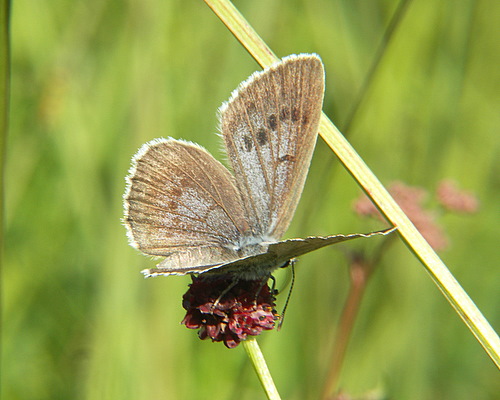 Photo: telejus43.jpg