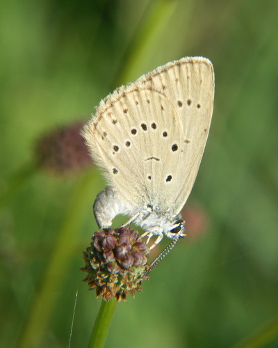 Photo: telejus5.jpg