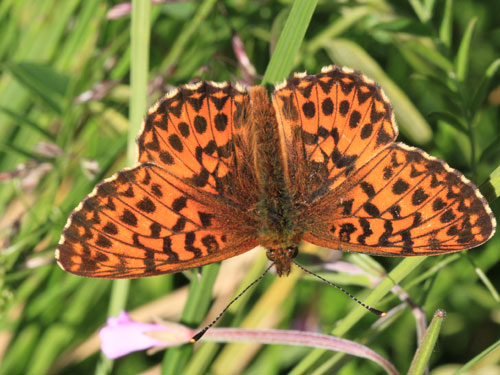 Photo: titania21.jpg