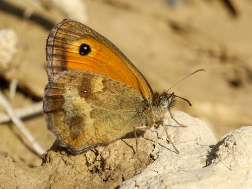 Photo: tithonus19.jpg