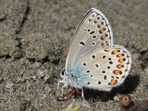 Photo: trappi35.jpg