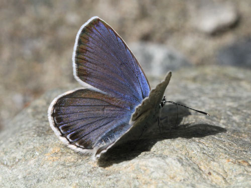 Photo: trappi36.jpg
