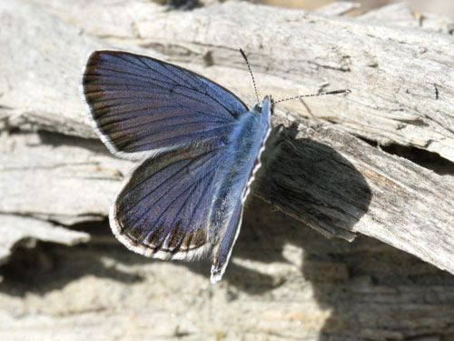 Photo: trappi37.jpg