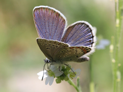 Photo: trappi38.jpg