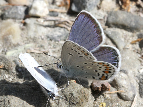 Photo: trappi41.jpg