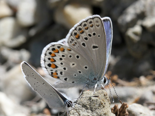 Photo: trappi42.jpg