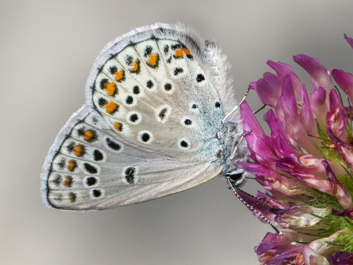 Photo: trappi45.jpg