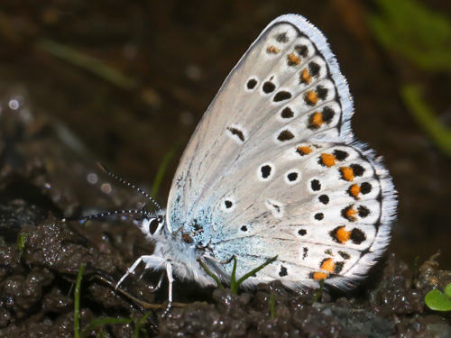 Photo: trappi47.jpg