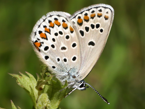 Photo: trappi73.jpg