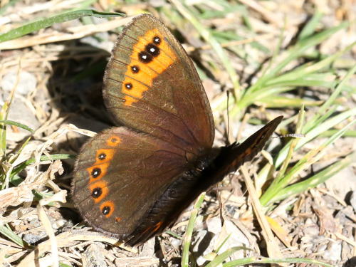 Photo: triaria56.jpg