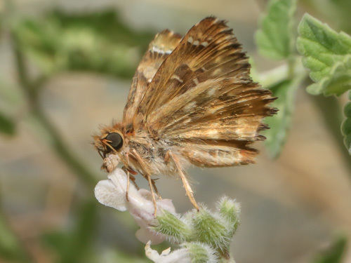 Photo: tripolinus