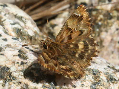 Photo: tripolinus