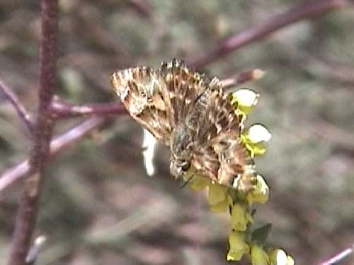 Photo: tripolinus5.jpg