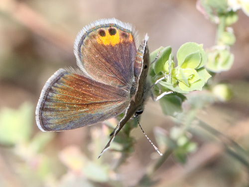 Photo: trochylus