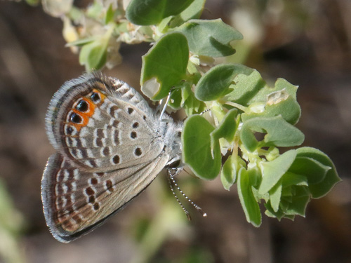 Photo: trochylus