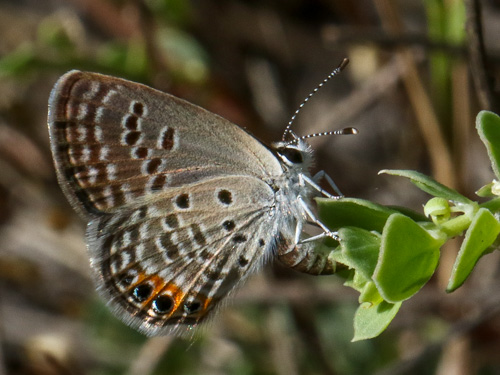 Photo: trochylus