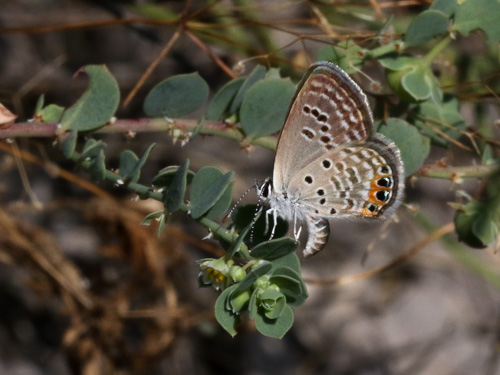 Photo: trochylus