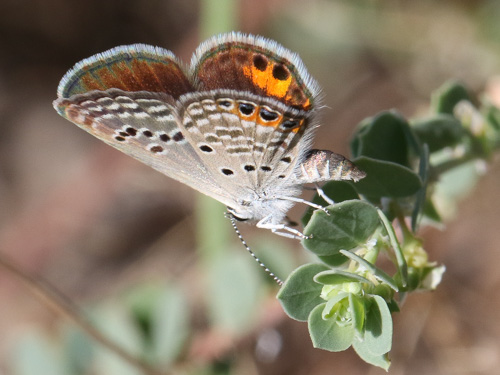 Photo: trochylus