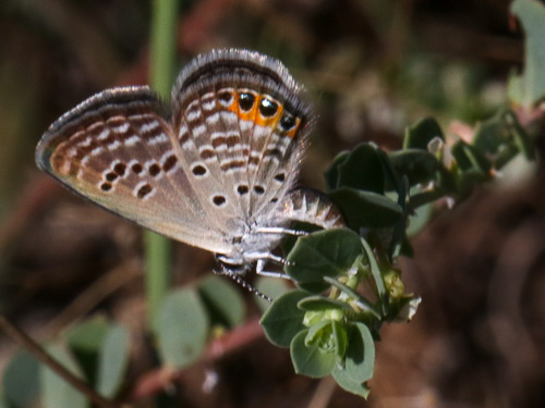 Photo: trochylus