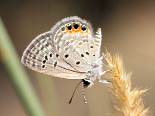 Photo: trochylus