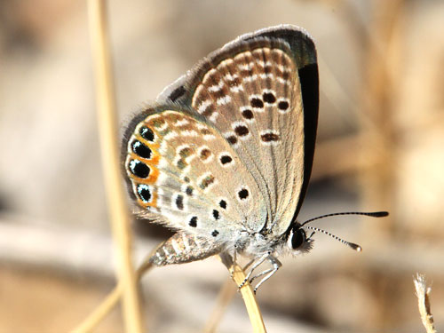 Photo: trochylus