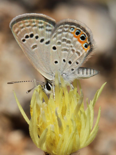 Photo: trochylus